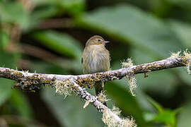 Mountain Elaenia