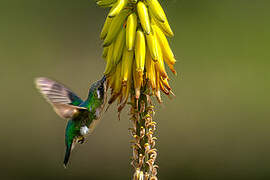 Western Emerald