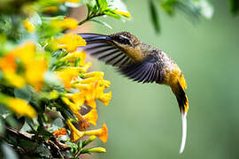 Tawny-bellied Hermit