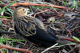 Fan-tailed Widowbird