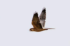 Lanner Falcon