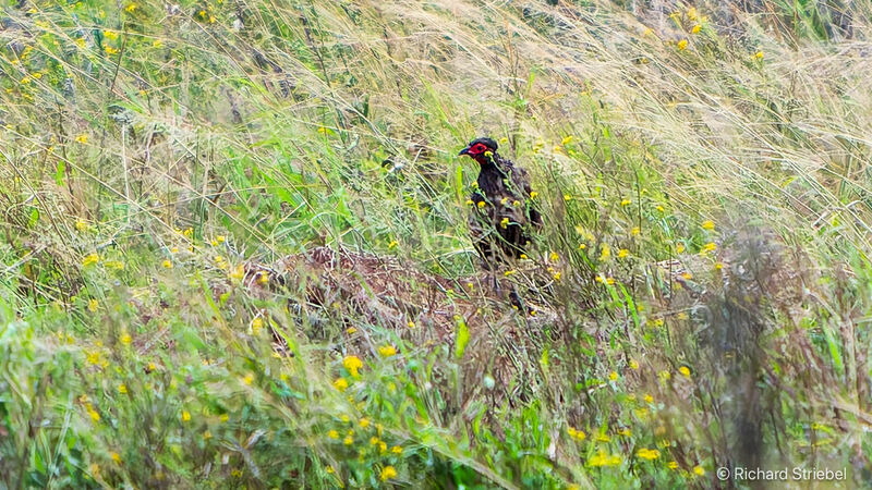 Francolin de Swainson