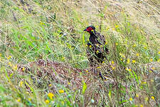 Francolin de Swainson