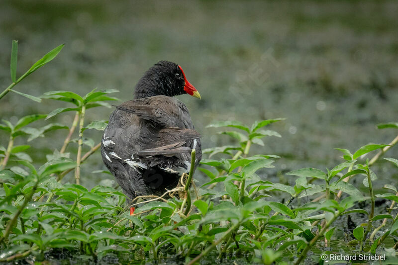 Gallinule d'Amérique