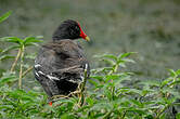 Gallinule d'Amérique