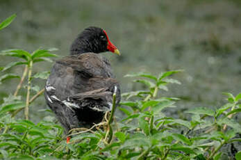 Gallinule d'Amérique