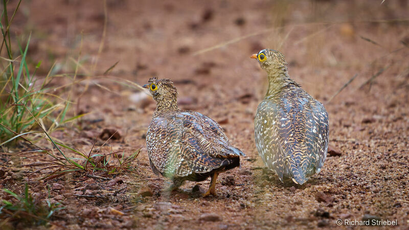 Double-banded Sandgrouse