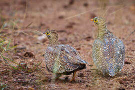 Double-banded Sandgrouse