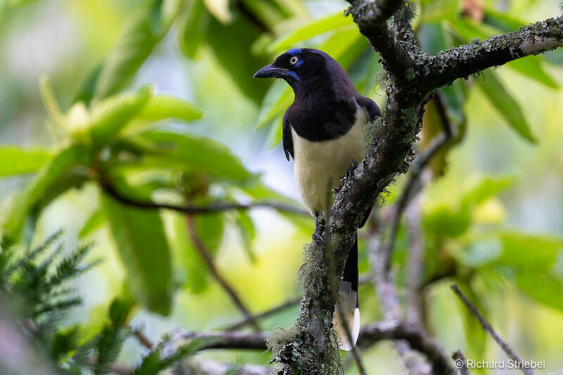 Geai à poitrine noire