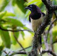 Black-chested Jay