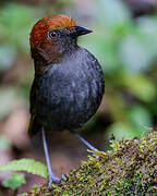 Chestnut-naped Antpitta