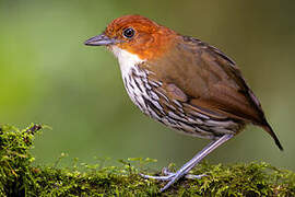 Chestnut-crowned Antpitta