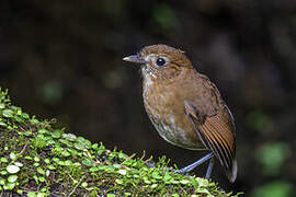 Brown-banded Antpitta