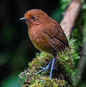 Chami Antpitta