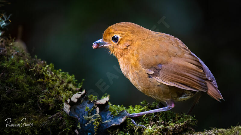 Equatorial Antpitta, feeding habits, eats