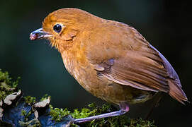 Equatorial Antpitta