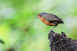 Slaty-crowned Antpitta