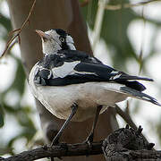 Magpie-lark