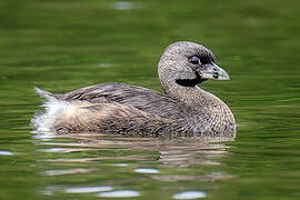 Pied-billed Grebe