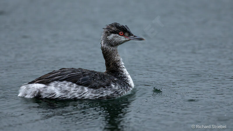 Horned Grebe