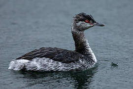 Horned Grebe