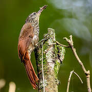 Streak-headed Woodcreeper