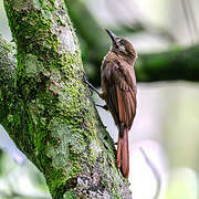 Plain-brown Woodcreeper