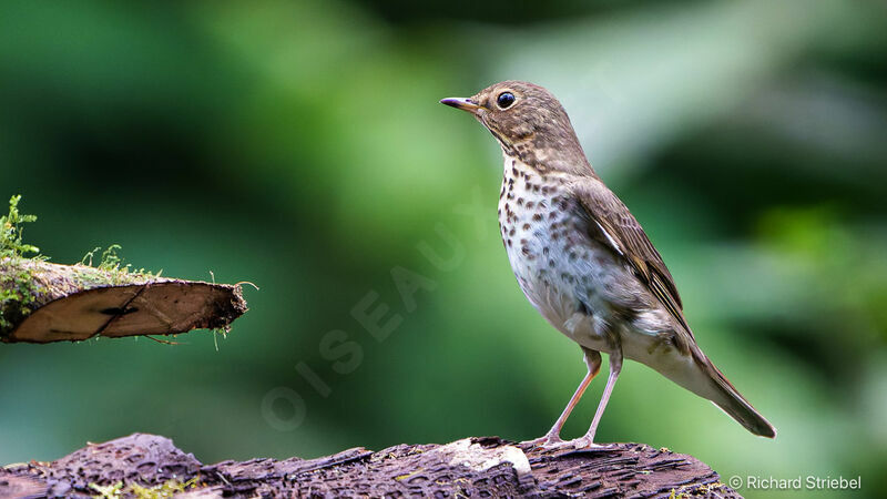 Swainson's Thrush