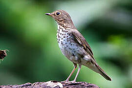 Swainson's Thrush