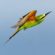 Blue-cheeked Bee-eater