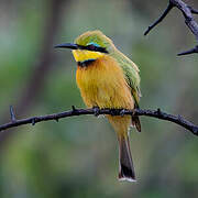 Little Bee-eater