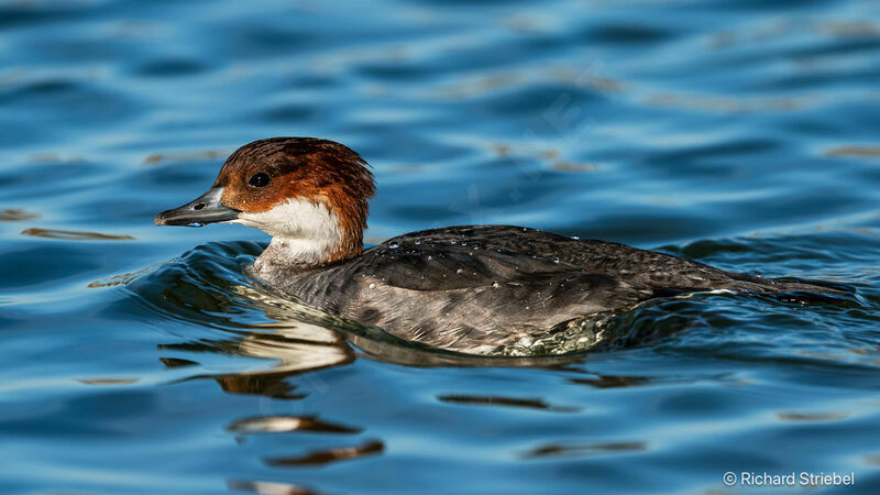 Smew female