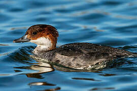 Smew