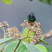 Tourmaline Sunangel