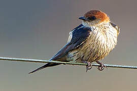 Greater Striped Swallow