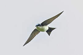 Blue-and-white Swallow