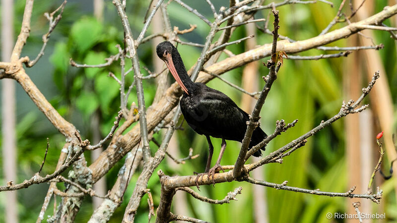 Bare-faced Ibis