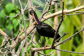 Ibis à face nue