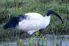 African Sacred Ibis