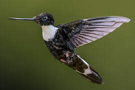 Collared Inca