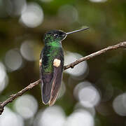 Buff-winged Starfrontlet