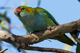 Purple-crowned Lorikeet