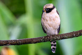 Laughing Falcon