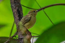 Golden-collared Manakin