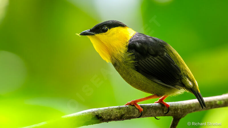 Golden-collared Manakin