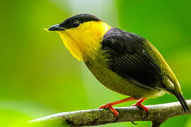 Golden-collared Manakin