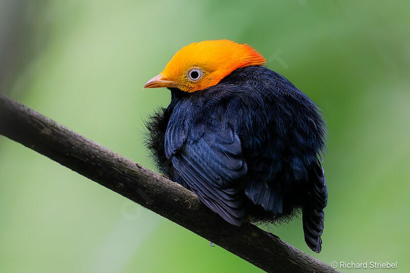 Manakin à tête d'or