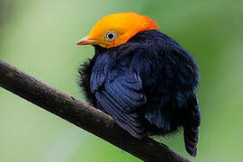 Golden-headed Manakin