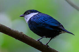 White-bibbed Manakin