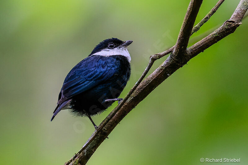 White-bibbed Manakin